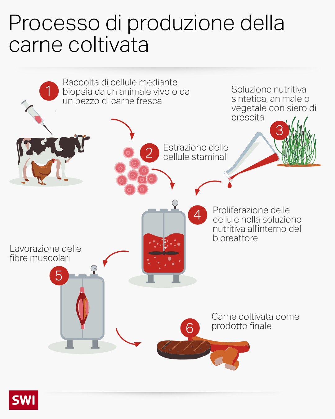 Schema sul processo di produzione della carne coltivata.