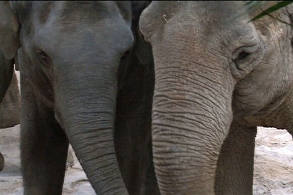 elefanti zurigo