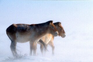 two ponies stand on the wind and snow-swept plains of Mongolia