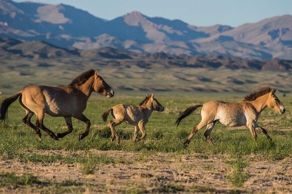 Horses running over the plains of Mongolia