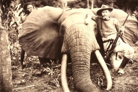 Chasse à l éléphant au Congo