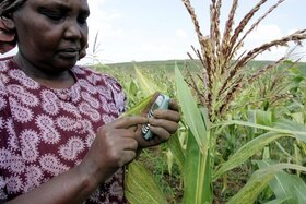 Una contadina mentre è in un campo di granoturco in Kenya scrive qualcosa tramite il cellulare.