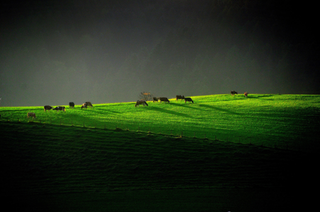 grün leuchtendes Feld mit schattenwerfenden Kühen