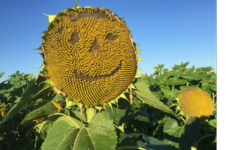 Sonnenblume mit eingeschnitztem lachenden Gesicht