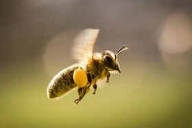 Primo piano di un ape in volo