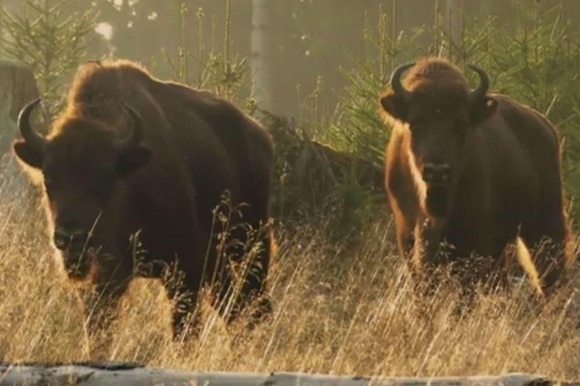 Due bisonti europei