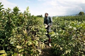 Migrante africano al lavoro in un campo in Calabria