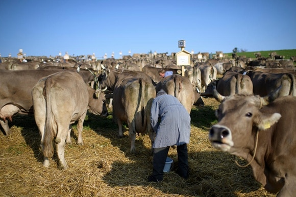 contadino davanti a una mandria di mucche