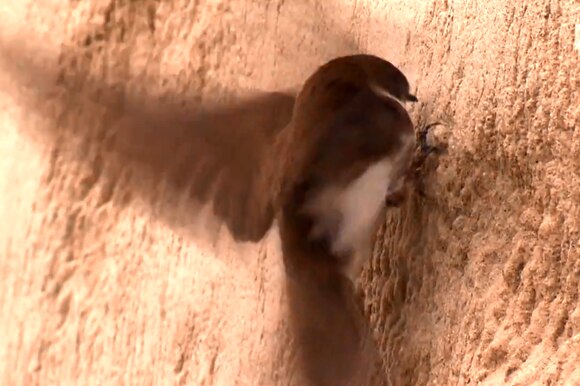 Immagine di un uccellino che si appresa a intrufolarsi in una galleria scavata in una parete di sabbia