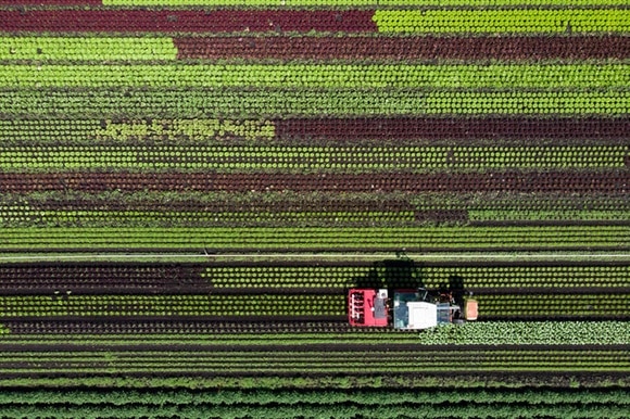 trattore in un campo d insalate