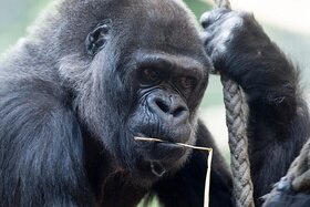 Primo piano della gorilla, che con sguardo assorto si regge a una corda