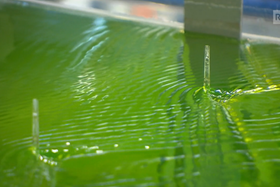Primo piano di acqua (di colore verde trasparente) che scorre in quello che appare come un canaletto di plastica