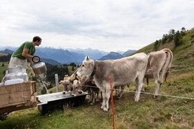 Pesaggio di montagna; mucche bevono da una vasca nella quale il contadino versa acqua trasportata da altrove