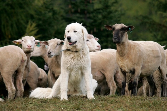Schafe mit einem weissen Herdenschutzhund der Rasse Maremmano Abruzzese