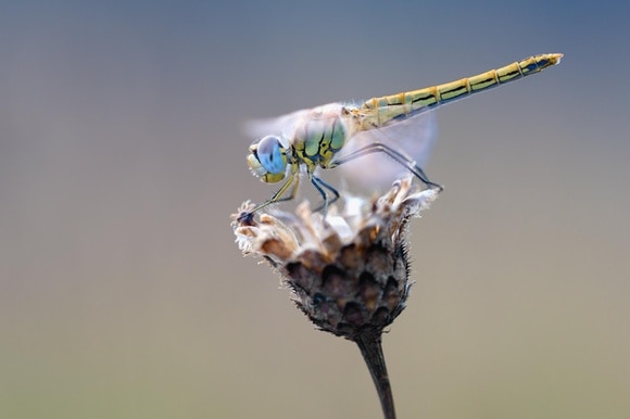 libellula posata su un fiore