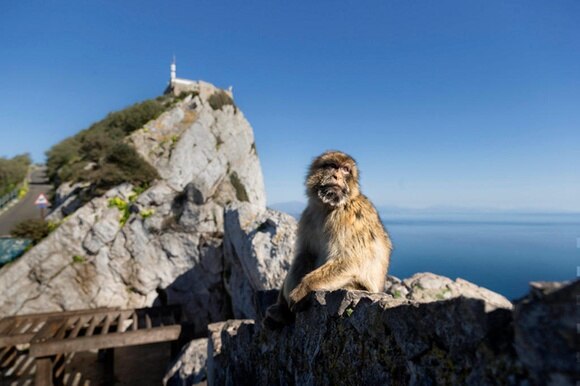 La rocca di Gibilterra con uno dei suoi inquilini
