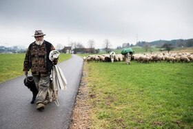 Uomo con abiti larghi e pesanti e cappello cammina con un cane; sul prato accanto, gregge di pecore lo segue