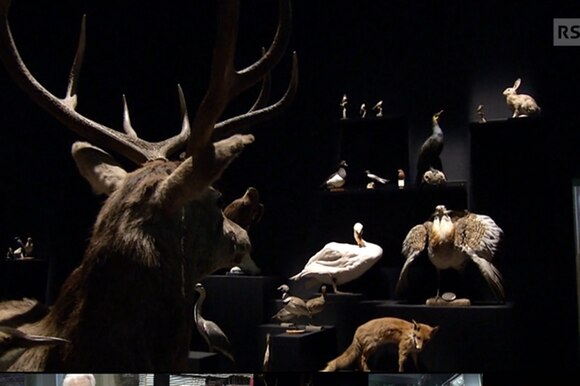 Animali imbalzamati esposti nella mostra Il meraviglioso mondo della natura a Milano