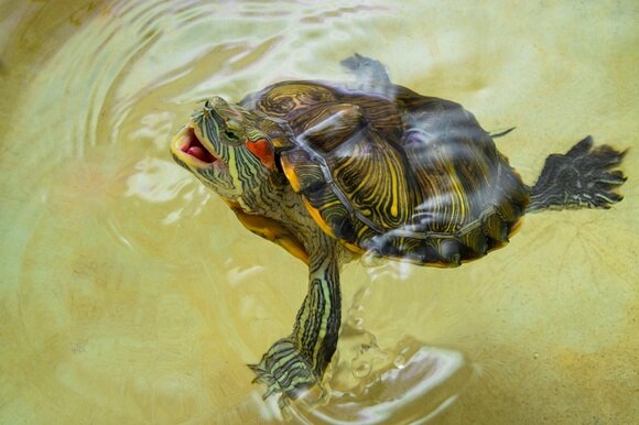 tartaruga nell acqua
