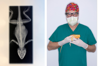 radiografia di una lucertola a sinistra e il veterinario con l animale in mano a destra