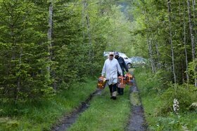 apicoltori trasportano degli alveari nel bosco