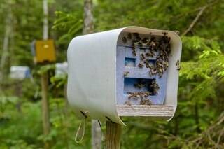 Bienenkasten mit Bienen