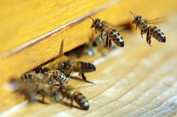 Alcune api davanti al loro alveare