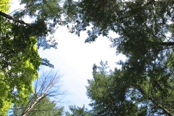 Il bosco fotografato dal basso: nel centro si vede il cielo azzurro e intorno gli alberi