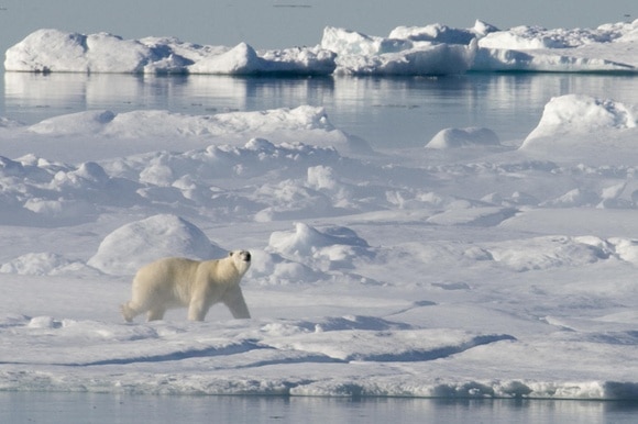 Un orso bianco alla caccia di foche in Canada sopra il circolo polare artico