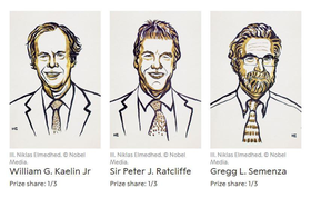 I tre vincitori del premio Nobel per la medicina in tre ritratti disegnati
