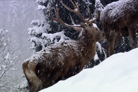 Immagine di due cervi in un paesaggio di montagna mentre nevica; neve sugli alberi e sul dorso degli animali