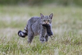 Felino simile a un gatto domestico, tranne che per la coda ad anelli, cammina in un prato tenendo in bocca un topo
