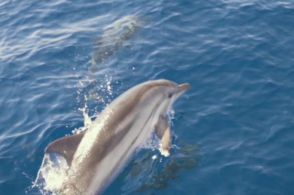 Coppia di delfini che nuota in mare aperto; uno dei due fa capolino sul pelo dell acqua