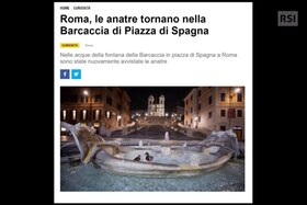Ritagli di pagina internet che riferisce delle anatre riapparse in PIazza di Spagna a Roma.