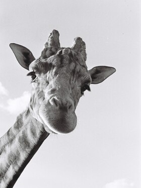 VIsta dal basso, testa e parte superiore del collo di una giraffa.