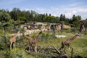 Nuovi ospiti a Zurigo: le giraffe che vagano libere nella nuova savana dello zoo.