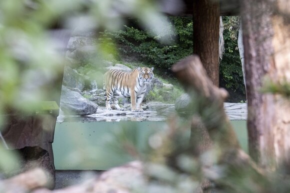Uno dei due esemplari di tigre siberiana presenti nello Zoo di Zurigo.