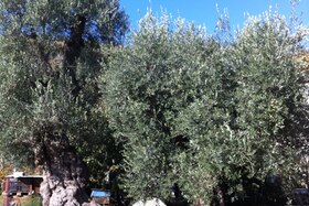 Due alberi di ulivo, di cui uno visibilmente antico, con accanto delle arnie e una mola; giornata soleggiata