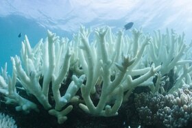 Un immagine marina di un corallo completamente sbiancato.