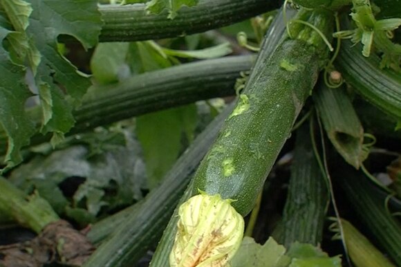 zucchina danneggiata dalla grandine