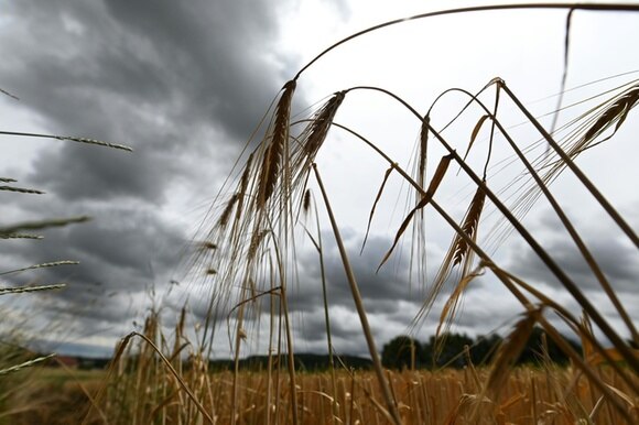Un campo di grano sotto nuvole nere.