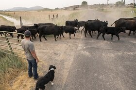 Mandrie di bovini restati senza acqua tra l Oregon e California