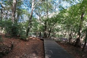 sentiero in bosco