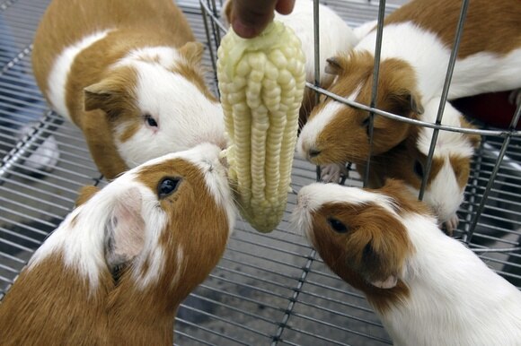 quattro porcellini d india in una gabbia mangiano una pannocchia di mais