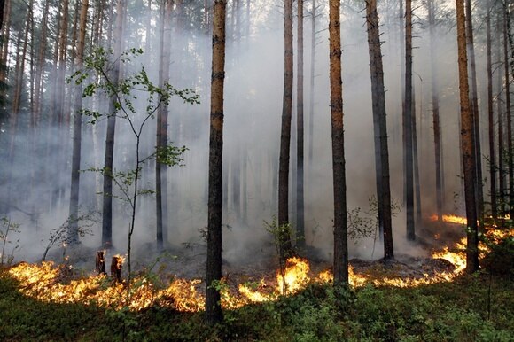 foresta in fiamme