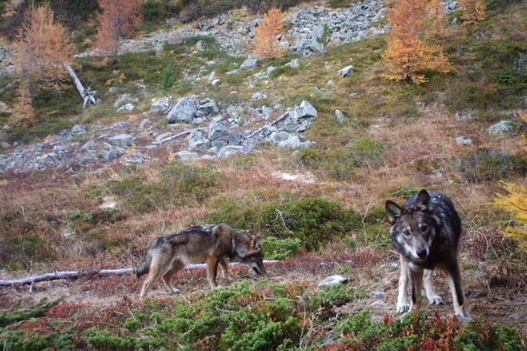 Nella foto d archivio, due lupi nell alto Vallese.