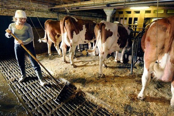 Una donna mentre pulisce la stalla con diverse mucche da latte.