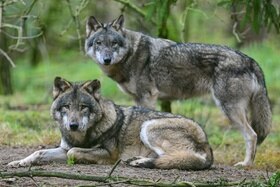 Due lupi.