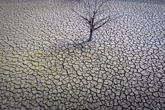 albero secco su terreno crepato dalla siccità