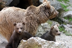 Una madre orso con due cuccioli.